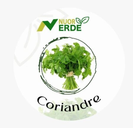 coriandre
